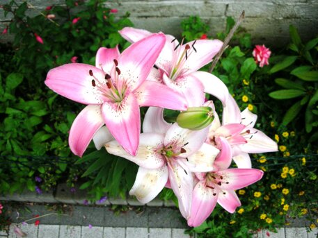 Blumenvielfalt bei ÖKOHAUS-ALTHAUS