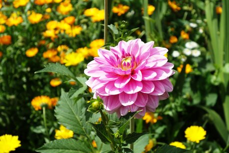 Blumenwiese für Bienen und Nützlinge