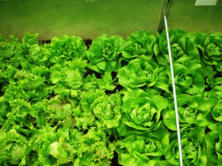 Salate aus dem eigenen Gemüsegarten Rescher und weicher Blattsalat selbst gezogen bei ÖKOHAUS-ALTHAUS