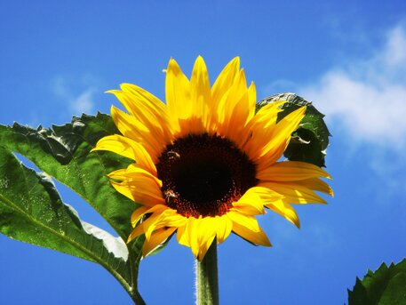 Sonnenblume als Zeichen der grünen Revolution bei ÖKOHAUS-ALTHAUS Helianthus im Vorgarten von ÖKOHAUS-ALTHAUS
